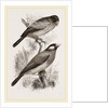 Crossbills by Anonymous
