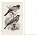 Crossbills by Anonymous