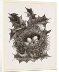 Nest of Greenfinch by Anonymous