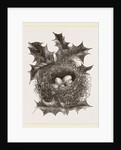Nest of Greenfinch by Anonymous