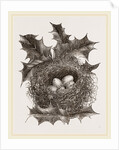 Nest of Greenfinch by Anonymous