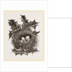 Nest of Greenfinch by Anonymous