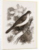 Blue Bullfinch by Anonymous