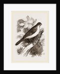 Blue Bullfinch by Anonymous