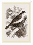 Blue Bullfinch by Anonymous