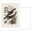 Blue Bullfinch by Anonymous