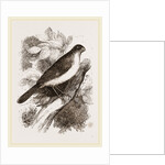 Blue Bullfinch by Anonymous