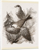 Crossbills by Anonymous