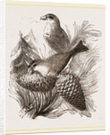 Crossbills by Anonymous