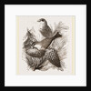 Crossbills by Anonymous