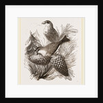 Crossbills by Anonymous