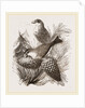 Crossbills by Anonymous