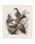 Crossbills by Anonymous