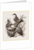 Crossbills by Anonymous