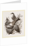 Crossbills by Anonymous