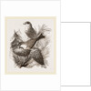 Crossbills by Anonymous