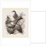 Crossbills by Anonymous