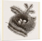 Nest of Bullfinch by Anonymous