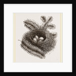 Nest of Bullfinch by Anonymous