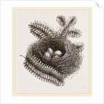 Nest of Bullfinch by Anonymous