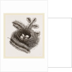 Nest of Bullfinch by Anonymous