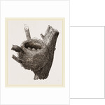 Nest of Chaffinch by Anonymous