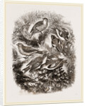 Group f Finches by Anonymous