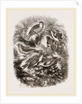 Group f Finches by Anonymous
