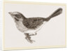 Song-Sparrow by Anonymous