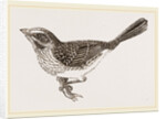 Song-Sparrow by Anonymous