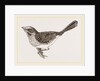 Song-Sparrow by Anonymous