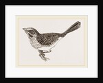 Song-Sparrow by Anonymous