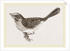Song-Sparrow by Anonymous
