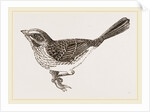 Song-Sparrow by Anonymous