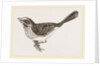 Song-Sparrow by Anonymous