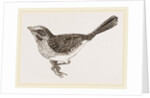 Song-Sparrow by Anonymous