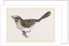 Song-Sparrow by Anonymous