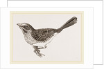 Song-Sparrow by Anonymous