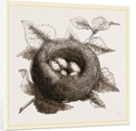 Nest of Goldfinch by Anonymous