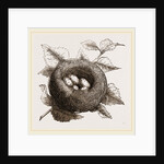 Nest of Goldfinch by Anonymous