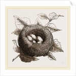 Nest of Goldfinch by Anonymous