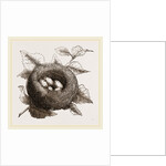 Nest of Goldfinch by Anonymous