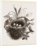 Nest of Yellow-Hammer by Anonymous