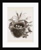 Nest of Yellow-Hammer by Anonymous