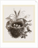 Nest of Yellow-Hammer by Anonymous