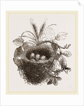 Nest of Yellow-Hammer by Anonymous