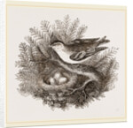 Siskin and Nest by Anonymous