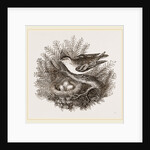 Siskin and Nest by Anonymous