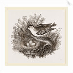 Siskin and Nest by Anonymous