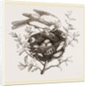 Canary Finch and Nest by Anonymous